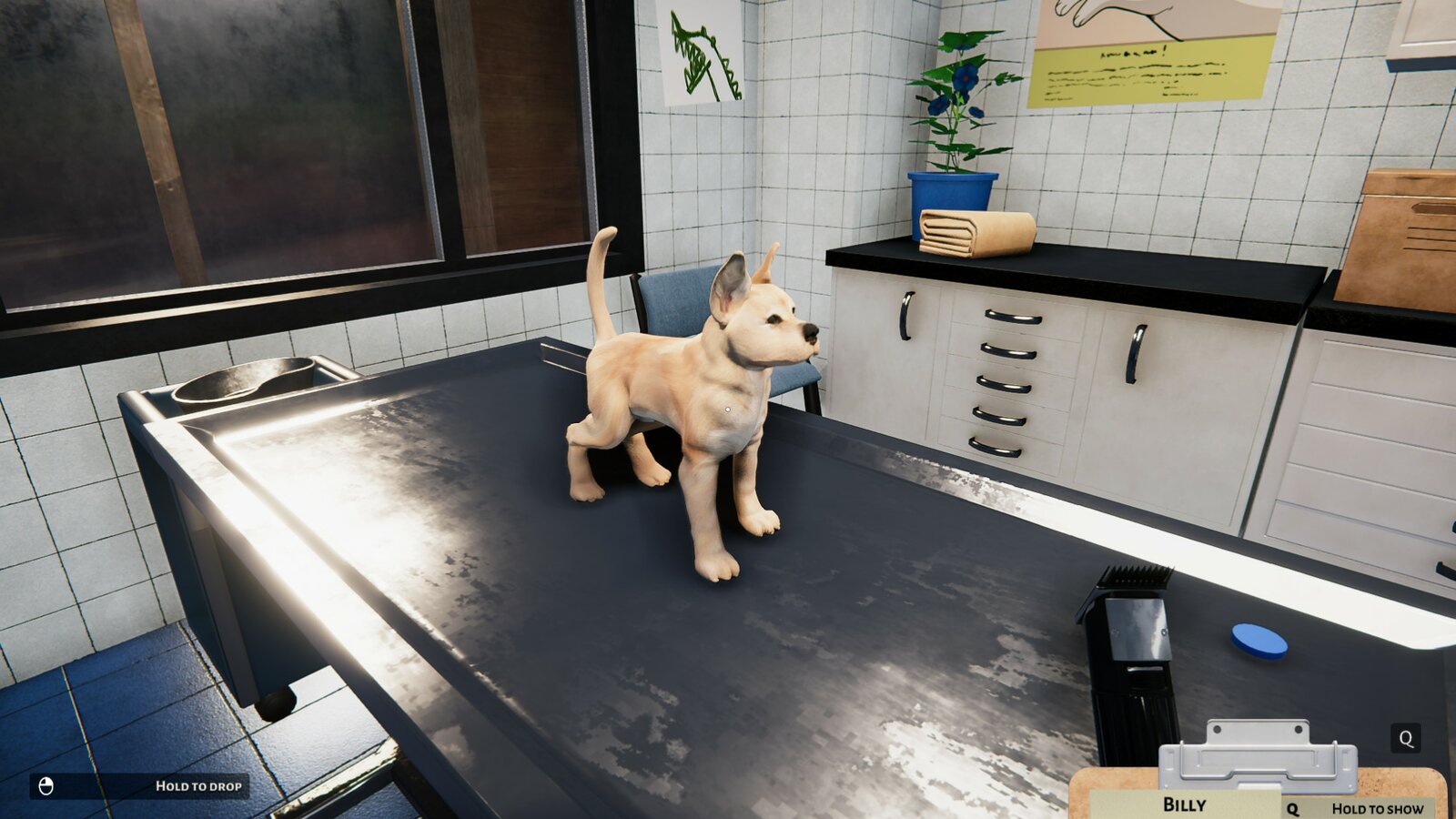 Animal Shelter - Puppies & Kittens