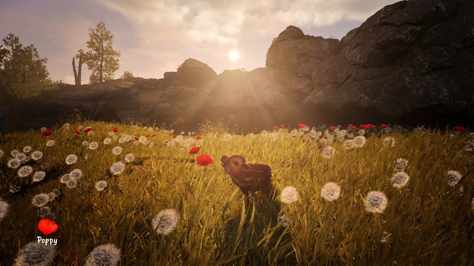 Adorable Adventures